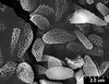 Brochosomes: !! display not done !! on Cuerna alba Oman & Beamer, 1944: CR779 | U.S.A., New Mexico, Otero Co., White Sands NM, Rakitov R. [#02-39], 17-21 Jul 2002 | INHS. (Observation).