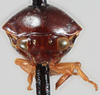 Head: (Observation).