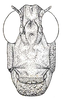 Burrinia burri (Bolívar, 1914): Fig. 71 (after type). female face. (Otu).