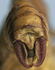 Clonia (Clonia) wahlbergi maculosa (Walker, 1869): male cerci (holotype of Clonia wahlbergi variabilis). (Otu).