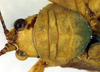 CollectionObject 1500361; 589cfdb6-3f85-4423-abca-ca28dd9e4d76: male pronotum, dorsal view (syntype). (CollectionObject).