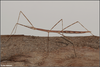 Clonaria eitami (Brock & Shlagman, 1994): copyright Amir Weinstein www.insectour.com. female, Israel. (Otu).