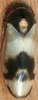 Habitus, dorsal view on Buloria gyponinoides Distant, 1908: Habitus, female, dorsal view. (Observation).