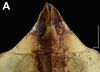CollectionObject 1584517; CAS(SF IMPORT DUPLICATE) CASTYPE #19438, 166d15c9-ae1f-4071-97ec-8d0cbcb8ee80: copyright CAS, San Francisco. female: end of abdomen, ventral view (holotype). (CollectionObject).