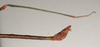 CollectionObject 1559446; bf98a1da-042d-4a2b-a1b1-b039e95eff5b: copyright MVMA, Melbourne. male: end of abdomen, lateral view of Lonchodes geniculatus (holotype). (CollectionObject).