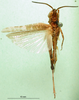CollectionObject 1569170; 547c5756-0a52-4f51-bdc6-546df7ea8af4: male, dorsal view (paratype). (CollectionObject).