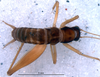CollectionObject 1527814; bc4dfacf-865f-4a6e-bc4e-a8e0dd23f194: male, dorsal view (holotype). (CollectionObject).