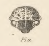 Head: !! display not done !! on Trachytalis isabellina Fowler, 1895: (Observation).