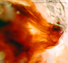 CollectionObject 1502225; 76dad2bf-6ae6-433a-a675-afd76efdc0ca: male, phallus lateral view. (CollectionObject).