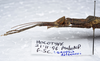 CollectionObject 1576183; a08d2b42-905f-4c8c-a0b0-7cc58449fbd5: copyright ZRC, Singapore. female: head & thorax, lateral view (holotype). (CollectionObject).
