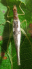 Neoxabea bipunctata (De Geer, 1773): adult female. (Otu).