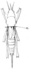 Euconchophora spinigera (Redtenbacher, 1891): Pl. IV, Fig. 76 a. female, dorsal view (a. = lobus auricularis mesosterni; body length 25-28 mm, fastigium 3-4 mm, pronotum 6.8-7 mm, tegmina 8-10.5 mm, ovipositor 12-13 mm). (Otu).