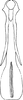 Aedeagus, ventral view on Neozygina spinula Catalano, Paradell & Dietrich, 2013: Aedeagus, ventral view. (Observation).