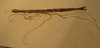 CollectionObject 1561668; 4d116c9b-ffc9-411e-b43c-2cae8bb14825: copyright NZSI, Calcutta. male, abdomen (holotype). (CollectionObject).