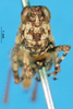 CollectionObject 1507190; b82e3fbf-7149-4909-b89f-ac083013b5ee: female, frontal view (paratype). (CollectionObject).