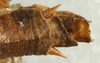 CollectionObject 1517114; 669369be-7154-4d7b-b81b-604b981c6a56: male cerci (holotype). (CollectionObject).
