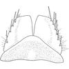 Subgenital plate, ventral view on Ebarrius cognatus (Fieber, 1869): Subgenital plate. (Observation).