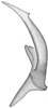 Stylus on Doratura medvedevi Logvinenko, 1961: from West Kazakhstan, Saykhin; dorsal view. (Observation).