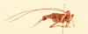 CollectionObject 2066766; d7e44573-0d03-49b2-bfc2-549b60462fa7, NHMUK015982398: male, lateral view (lectotype). (CollectionObject).