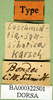 CollectionObject 1500935; 95a0a0f9-5d2d-44dd-a087-64a6df5206ac: labels (syntype). (CollectionObject).