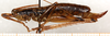 CollectionObject 1499690; c82455dd-b883-4e51-b472-8171a827ed61: female, lateral view. (CollectionObject).