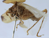 CollectionObject 1539800; 5ddb1771-fca9-40a7-84c2-d065d60ed469: female, lateral view (holotype of variety morata). (CollectionObject).