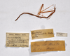 CollectionObject 1557901; 33eec9cd-c3a8-429a-843c-45738f348399: copyright ZMHB, Berlin. female, data labels (holotype). (CollectionObject).