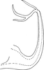 Aedeagus, lateral view on Edwardsiana ishidai (Matsumura, 1932): Aedeagus, lateral view (Maritime Territory). (Observation).
