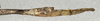CollectionObject 1557488; NMW 792, 6ee6e042-6ca6-436a-9b06-167ea2883655: copyright NMW, Vienna. female: end of abdomen, lateral view (holotype). (CollectionObject).