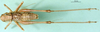 CollectionObject 1502461; 0c8a0305-9b3d-4404-a4e8-1a8998513634: male, dorsal view (paratype). (CollectionObject).