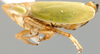 Habitus, lateral view: Curvostylus chloridulus, lateral habitus (INHS). (Observation).