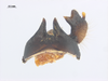 CollectionObject 1539418; UVCO 21855, 74b772b9-6521-4e84-b9ec-90f35217b79b: male, terminalia, dorsal view. (CollectionObject).