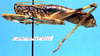 CollectionObject 1499273; 44a4a234-c4a8-4b43-b358-54a2ec224aa6: male, lateral view (holotype). (CollectionObject).
