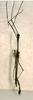 CollectionObject 1561868; 174e7001-116f-400f-aeb6-0d794ce28213: copyright SMTD, Dresden. male (holotype). (CollectionObject).