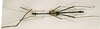 CollectionObject 1560520; 40205467-2f9e-40e7-b463-d6a4a53a4100: copyright NHRS, Stockholm. male (holotype). (CollectionObject).