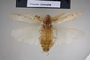 CollectionObject 1573263; 010e2afc-cd69-4cef-8db2-2dc05f435b6f: Copyright NHM, London. Dorsal view, male, non-type. (CollectionObject).
