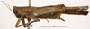 CollectionObject 1506790; 03a8b3fe-7536-4395-9c39-a40ae456a490: female, lateral view (holotype). (CollectionObject).