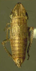 Habitus, dorsal view: !! display not done !! on Drakensbergena labeona Stiller, 2009: Habitus (male). (Observation).