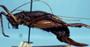 CollectionObject 1533677; 14e41af5-dffe-48b7-a5be-328bd955890b: female (allotype). (CollectionObject).