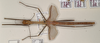 CollectionObject 1560539; b7430261-51a0-46d8-9b62-4f77159b4563: copyright OUMNH. female (holotype). (CollectionObject).