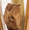 CollectionObject 1534625; a91330ef-00ac-455e-b171-db922775cfa1: male subgenital plate (syntype). (CollectionObject).