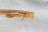 CollectionObject 1505829; 304351ea-b7ac-458b-80bb-ac4c68c7906f: Male, ventral view (syntype). (CollectionObject).