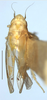 Habitus, dorsal view: Habitus (holotype of E. acericola Ross & DeLong, INHS collection). (Observation).