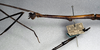 CollectionObject 1561658; NMW 360, 8b289def-01c7-4a47-8648-df04a7f743dd: copyright NMW, Vienna. female: head and thorax, lateral view (syntype). (CollectionObject).