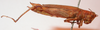 CollectionObject 1543640; c6a445d4-aa14-463e-9c64-9e0b35f9fa30: female, right lateral view (holotype). (CollectionObject).