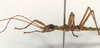 CollectionObject 1556915; 189dcee6-2134-42ab-bfc7-4be8c232d5e5, NHMUK(SF IMPORT DUPLICATE) 845102: copyright Natural History Museum, London. male: head and thorax, lateral view (holotype). (CollectionObject).