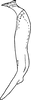 Stylus: Stylus. (Observation).