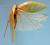 CollectionObject 1542897; 4ec4b504-053c-4a8b-9748-542347715bc7: female, body dorsal view (allotype). (CollectionObject).