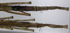 CollectionObject 1557414; 3d8abd3b-1899-4d21-bd21-afa4fcb0ad32: copyright MRAC, Tervuren. females: end of abdomen, dorsal view (syntypes). (CollectionObject).