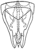 Subgenital plate, ventral view on Flexamia sandersi (Osborn, 1907): genital capsule, ventrally. (Observation).